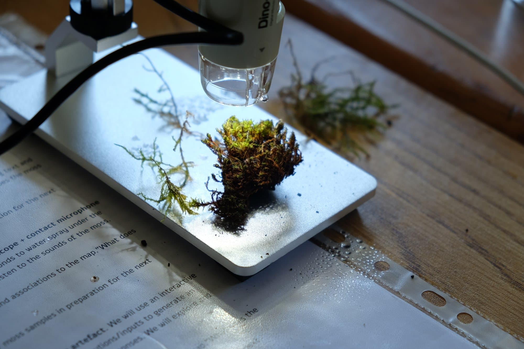 Exploring the Pluriverse - Moss II, image 2