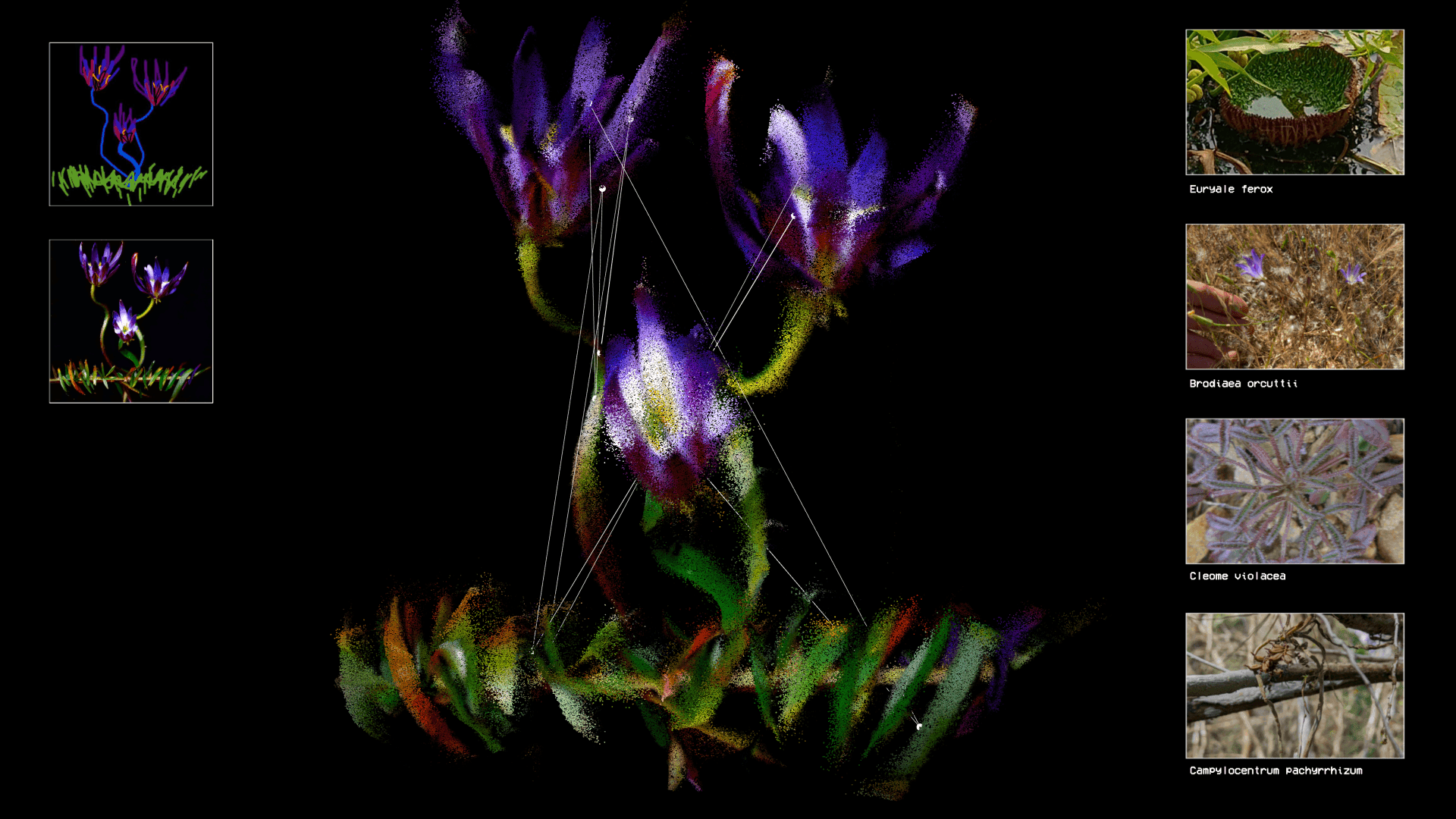 Flora Synthetica, image 1