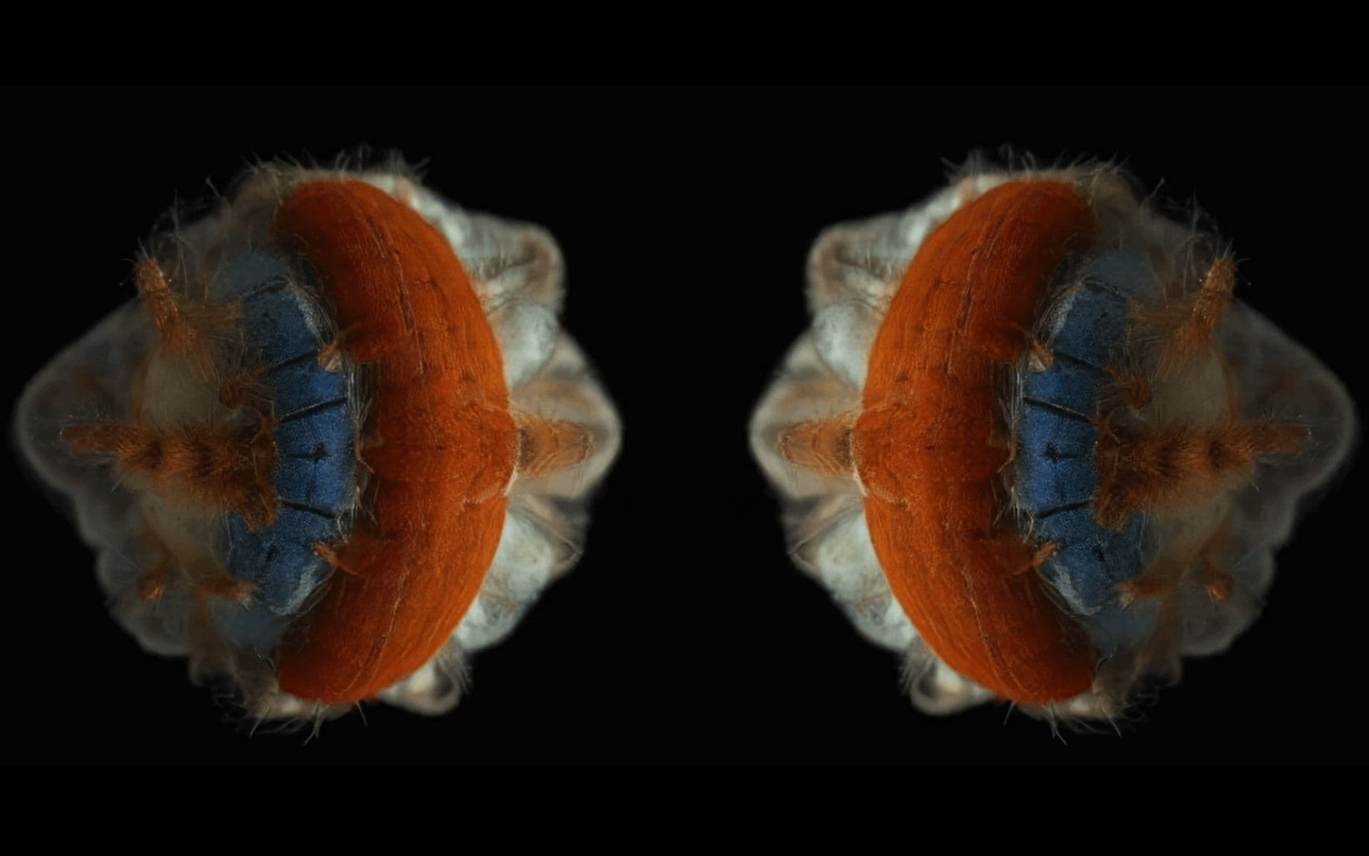 Machaut Mashup, image 2